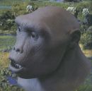 Sahelanthropus tchadensis