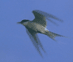 Fliegender Vogel