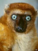 Black Lemur