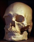 Kennewick Skull